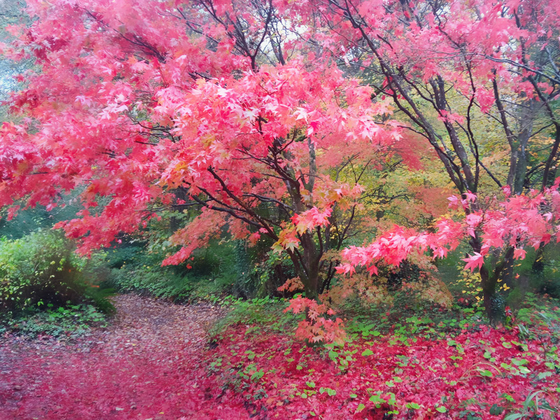 Japanese Maple Tree on a cold wet day